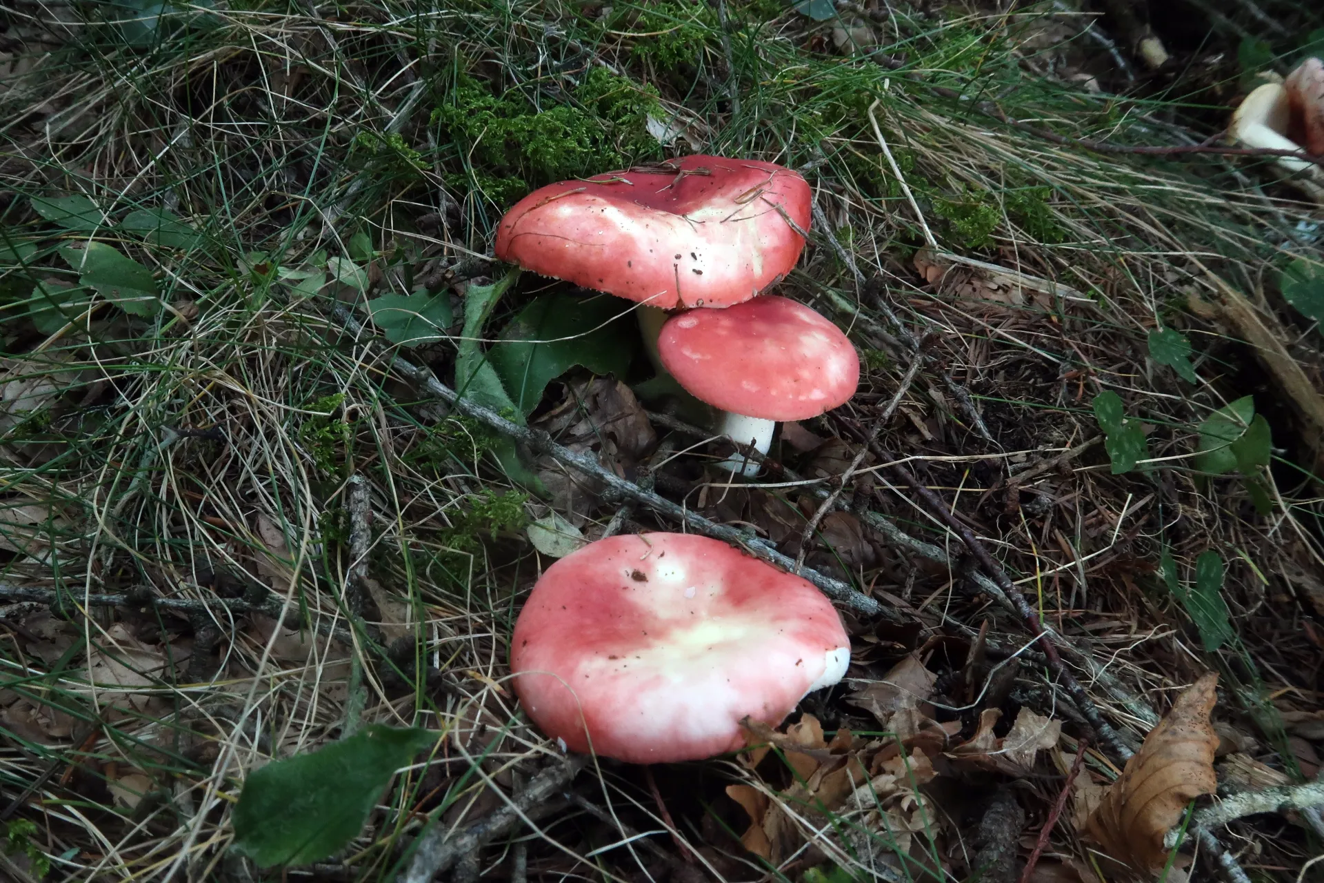 Russula nobilis - 1 - IMG_0182